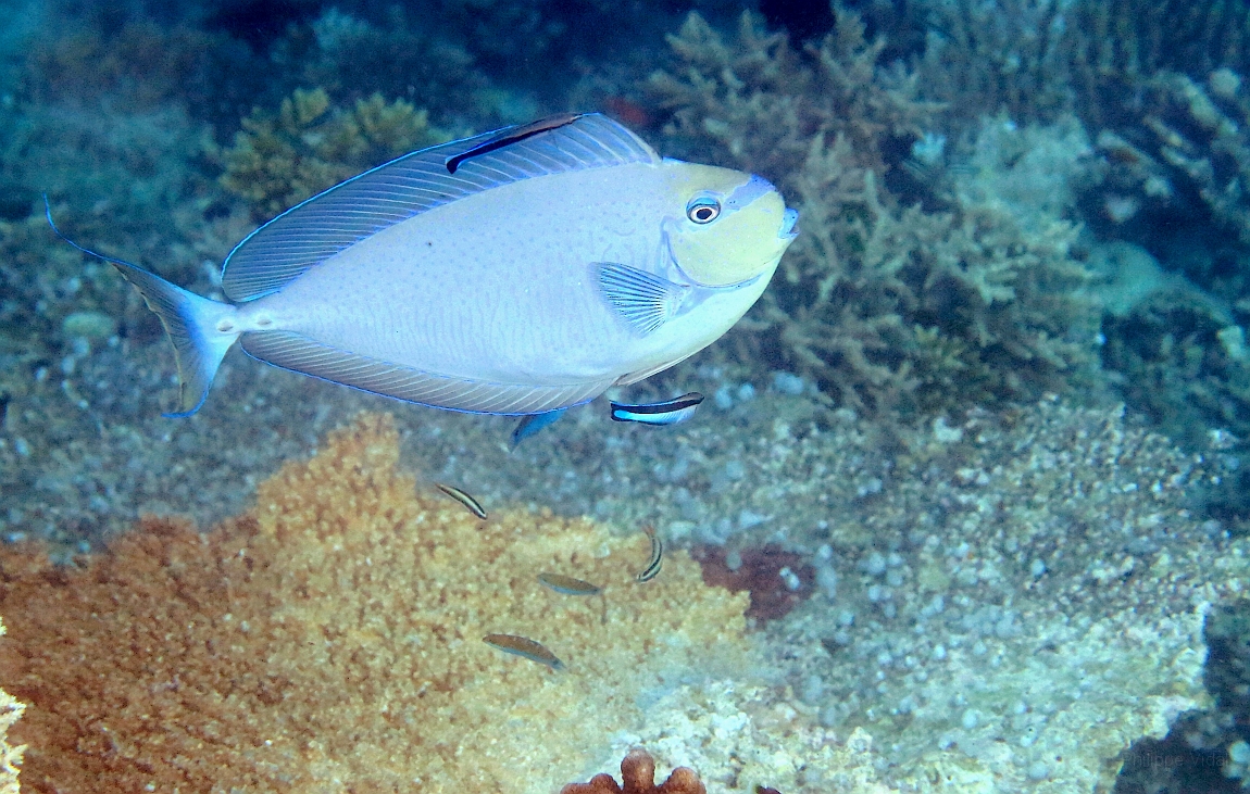 IMG_0922rf_Maldives_Madoogali_House reef _Nason zebre_Naso Vlamingi.jpg